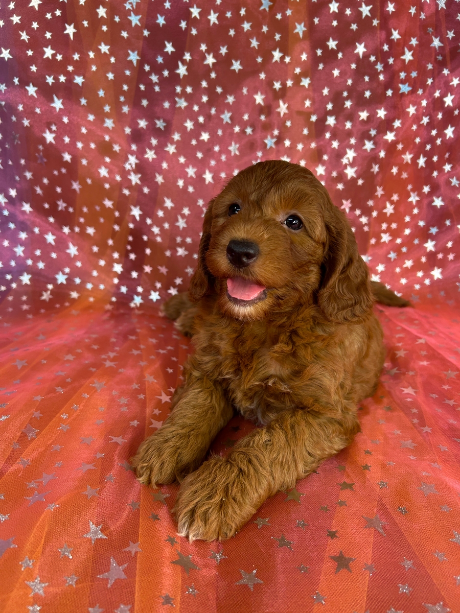 Female Miniature Golden Doodle Puppy for Sale DOB 6-5-2026 $1200